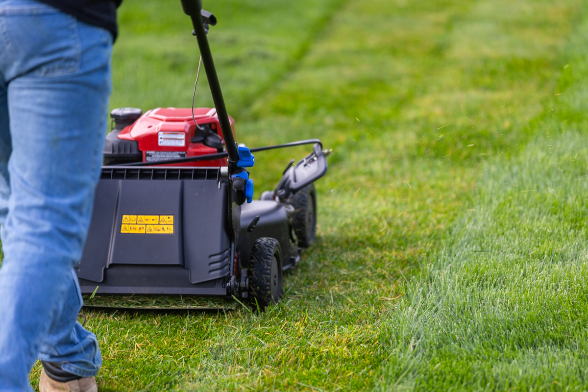 Homeowner mowing stripes into a lawn with a push mower