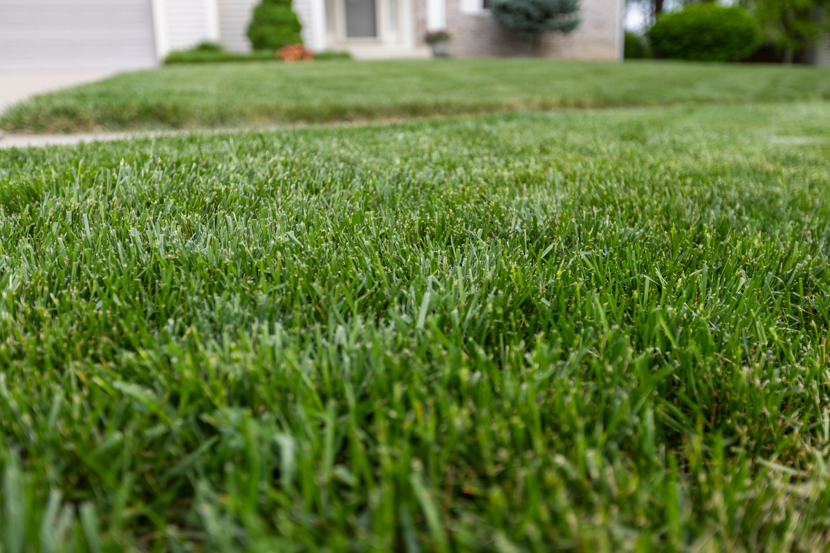 Ground-level view of thick, healthy grass in a front lawn