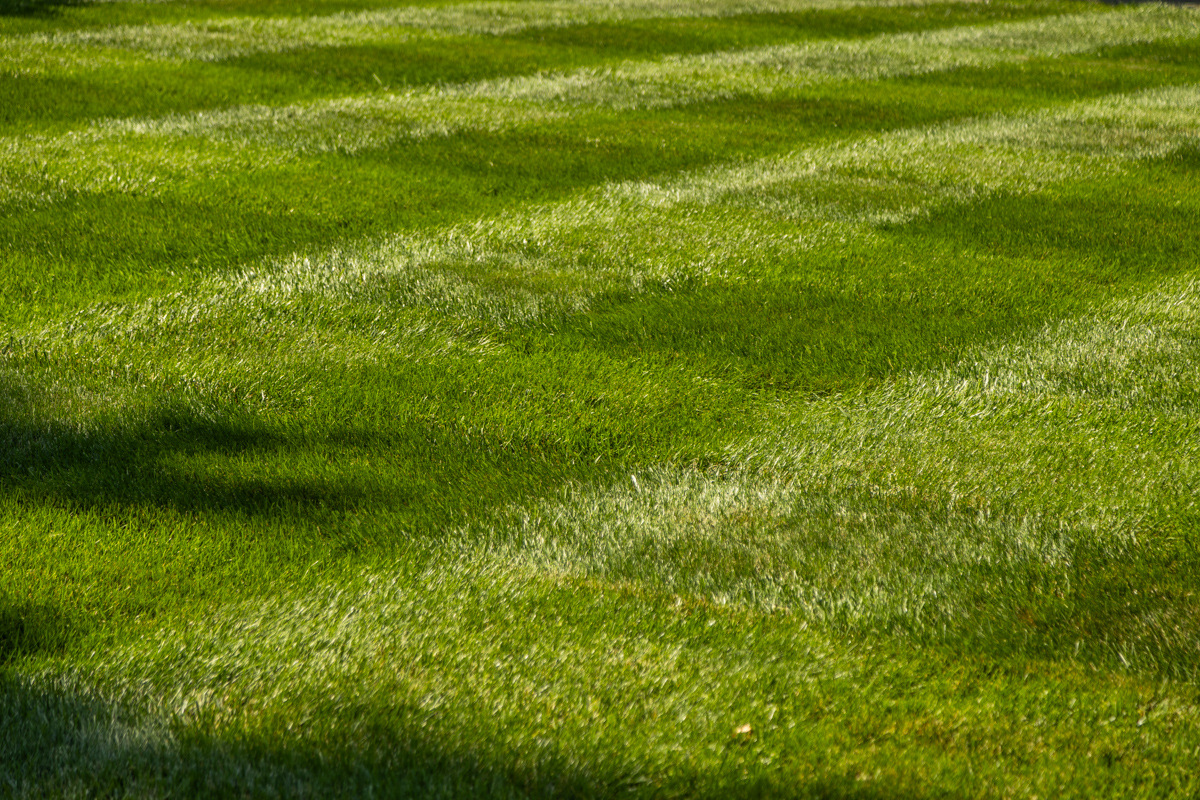 Close-up of a thick, freshly striped green lawn