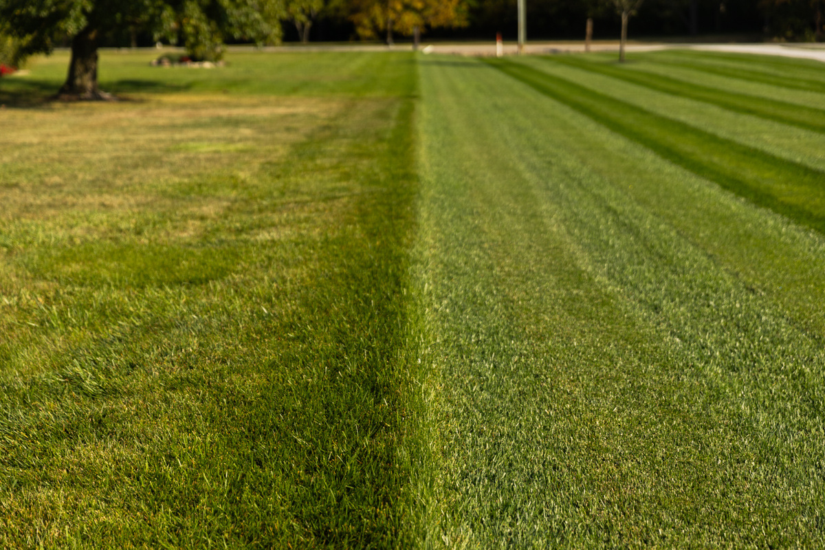 Lawn split in two: thin, pale grass on the left and thick, striped green grass on the right