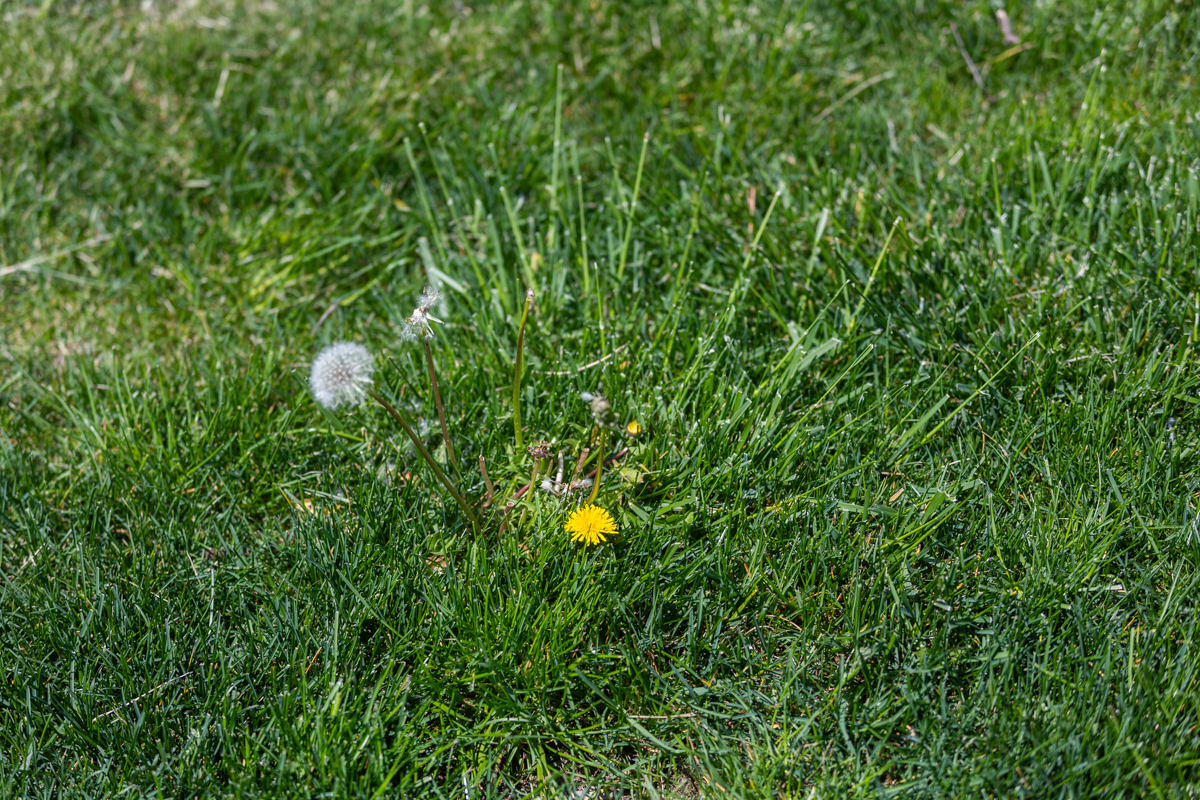 Dandelion flower and seed head poking up through a green lawn