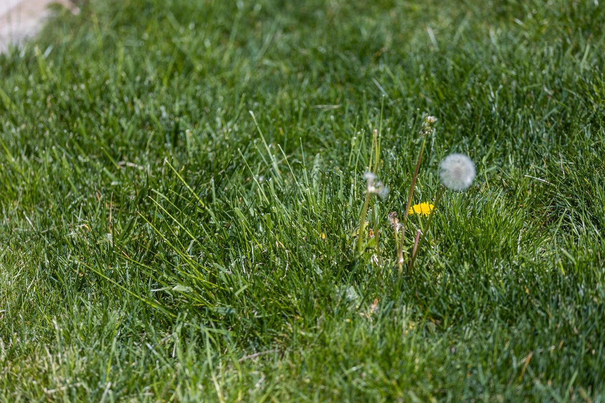Dandelion flower and puffballs in tall green grass