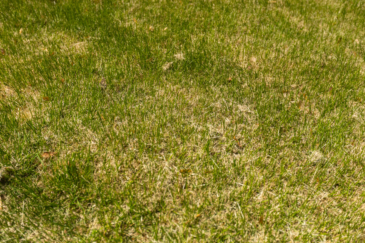 Yellowed, dying grass across a lawn