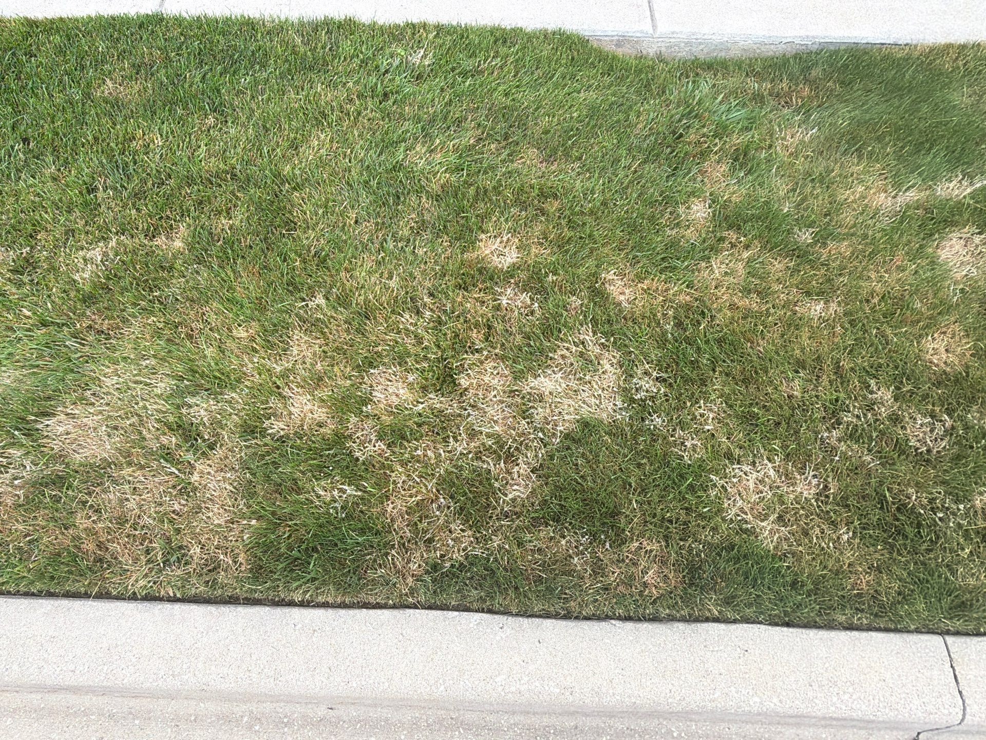 Lawn by a curb dotted with straw-colored dollar spot patches