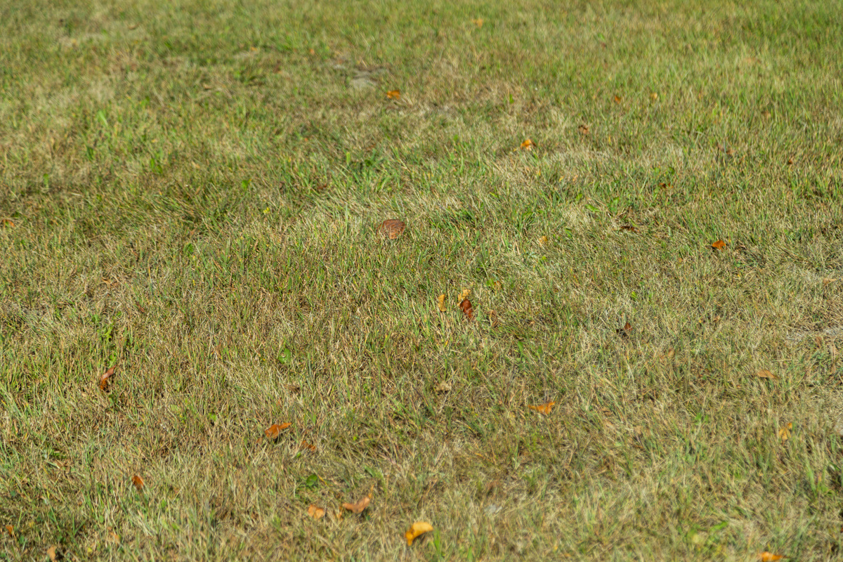 Dry, thin, yellowing lawn scattered with fallen leaves