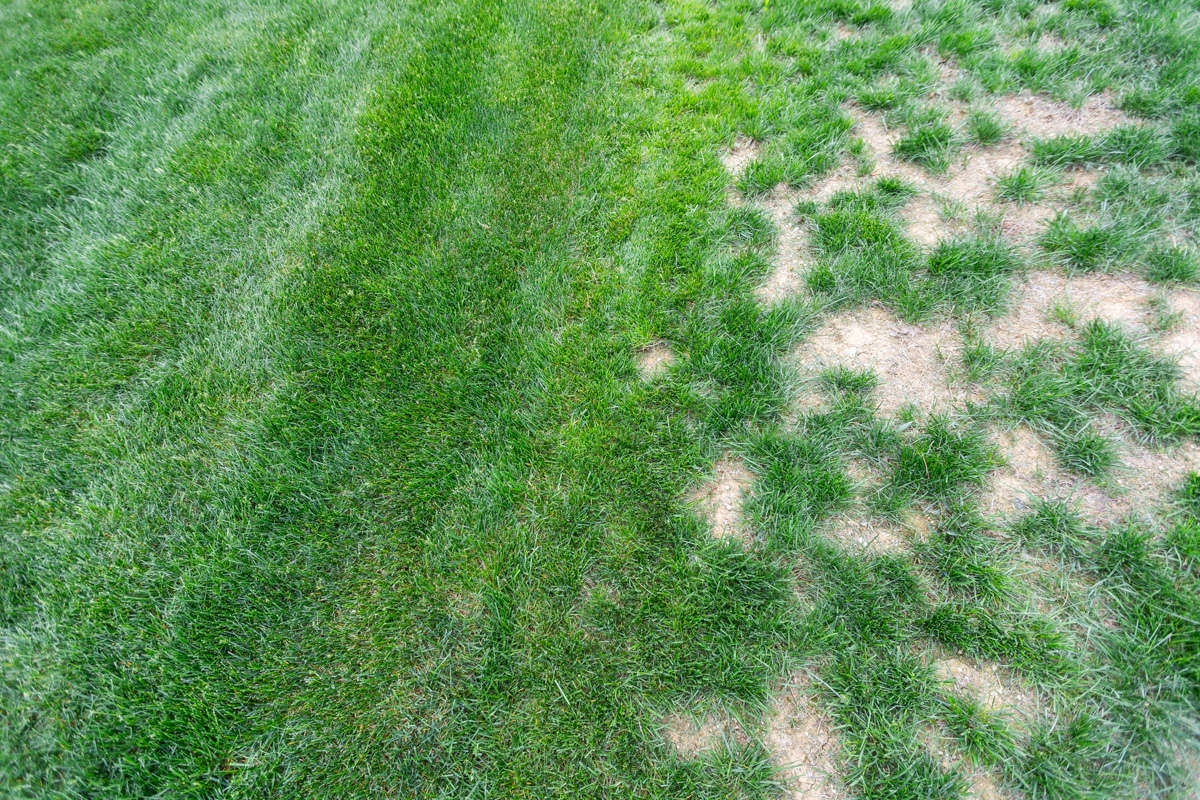 Healthy striped grass beside a section of dead, patchy grass