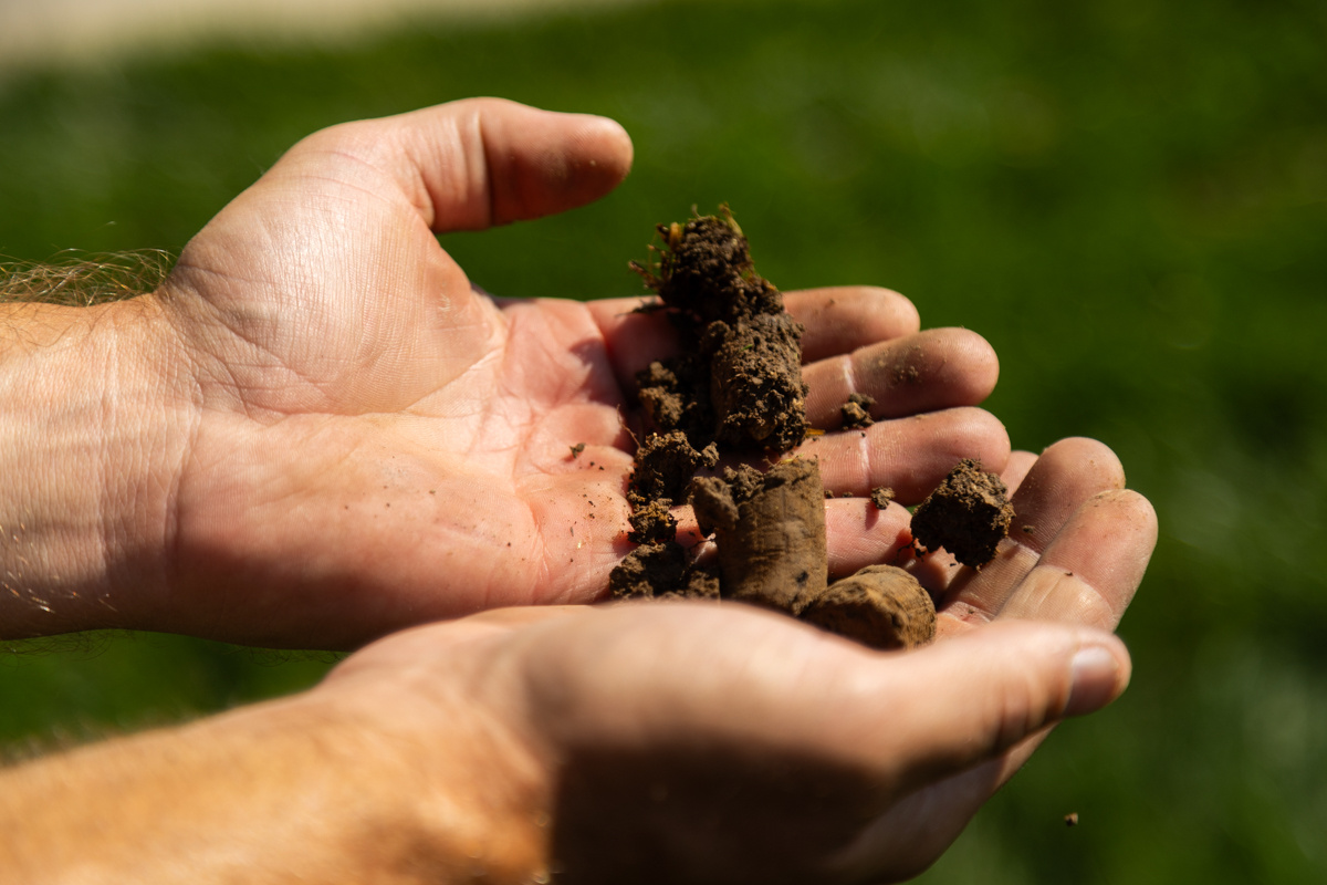 Cupped hands holding soil cores pulled from a lawn