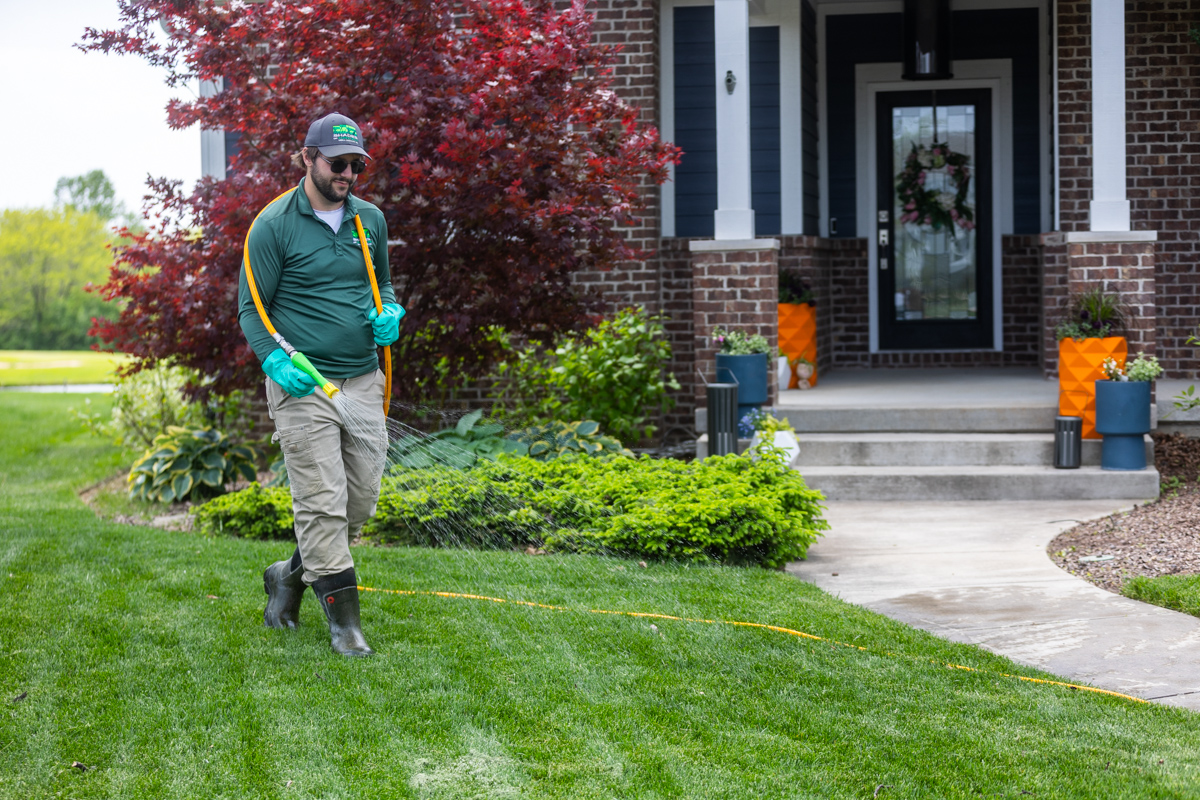 Technician spraying a liquid treatment across a front lawn by a red Japanese maple