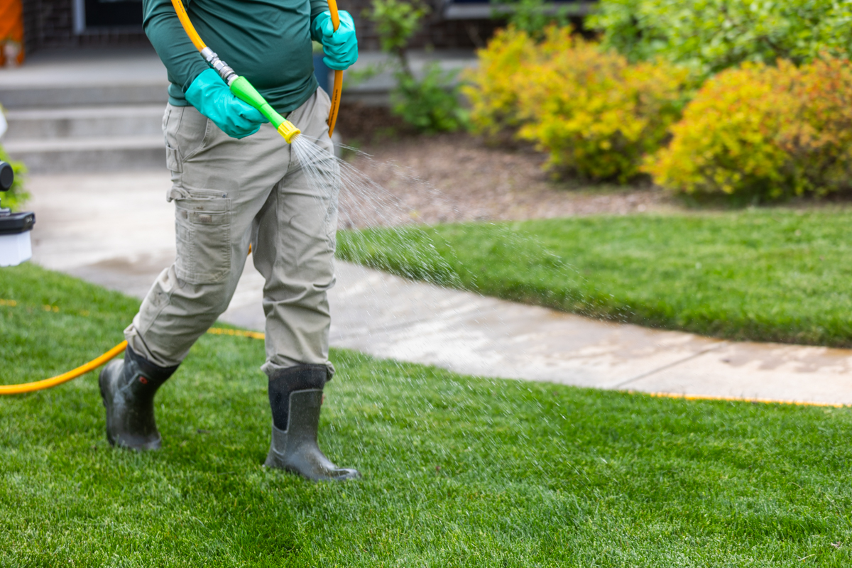 Technician in rubber boots spraying a liquid treatment on a lawn along a sidewalk
