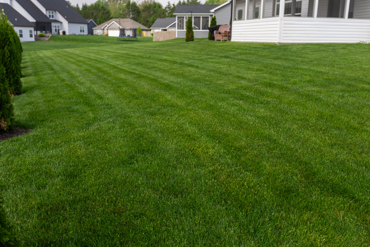 Striped backyard lawn stretching toward neighboring homes