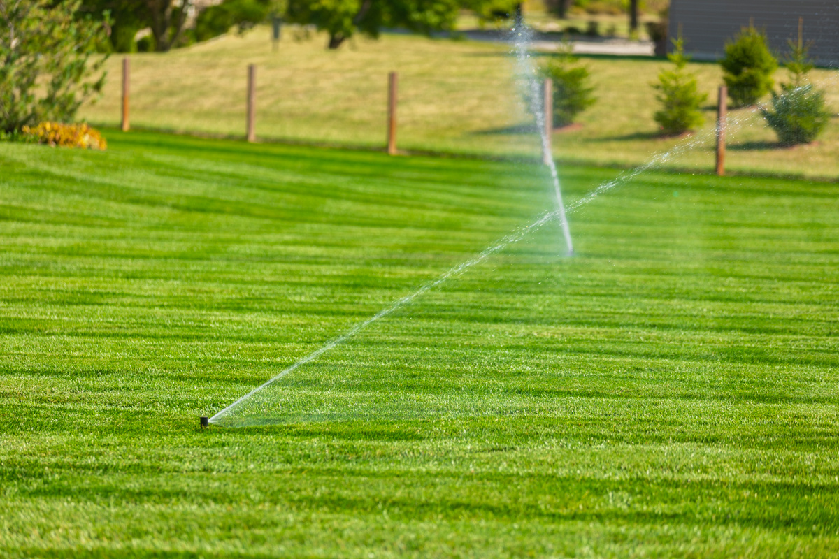 Sprinklers watering a freshly striped lawn beside a wooden fence