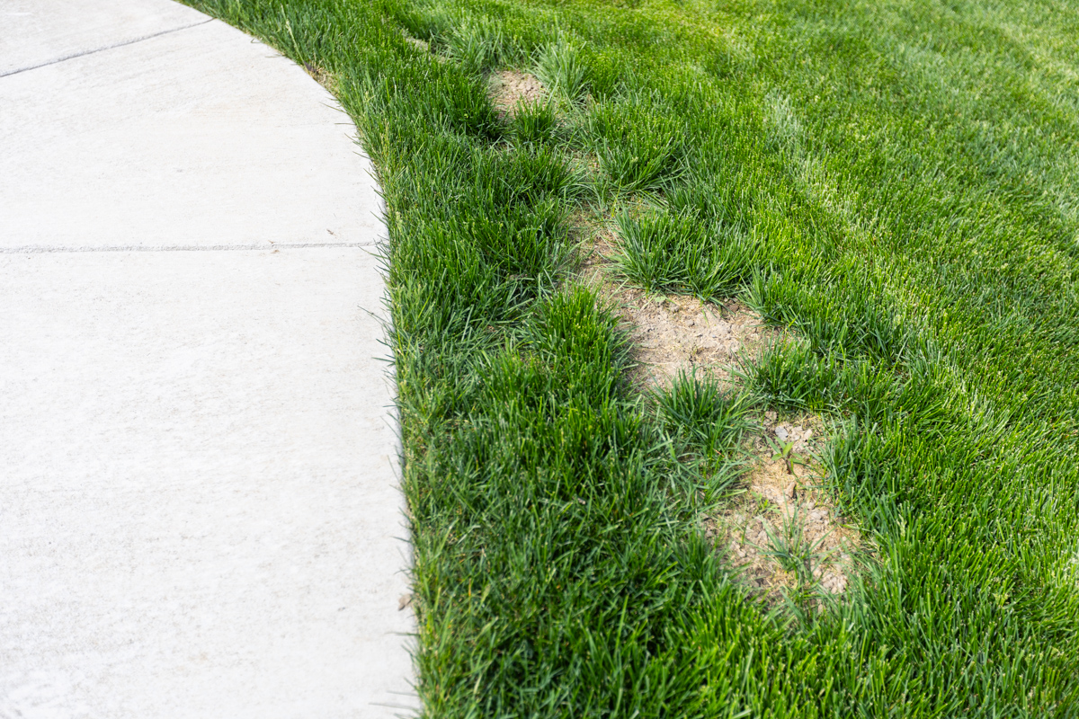 Dead, bare patches in the grass along a curved sidewalk