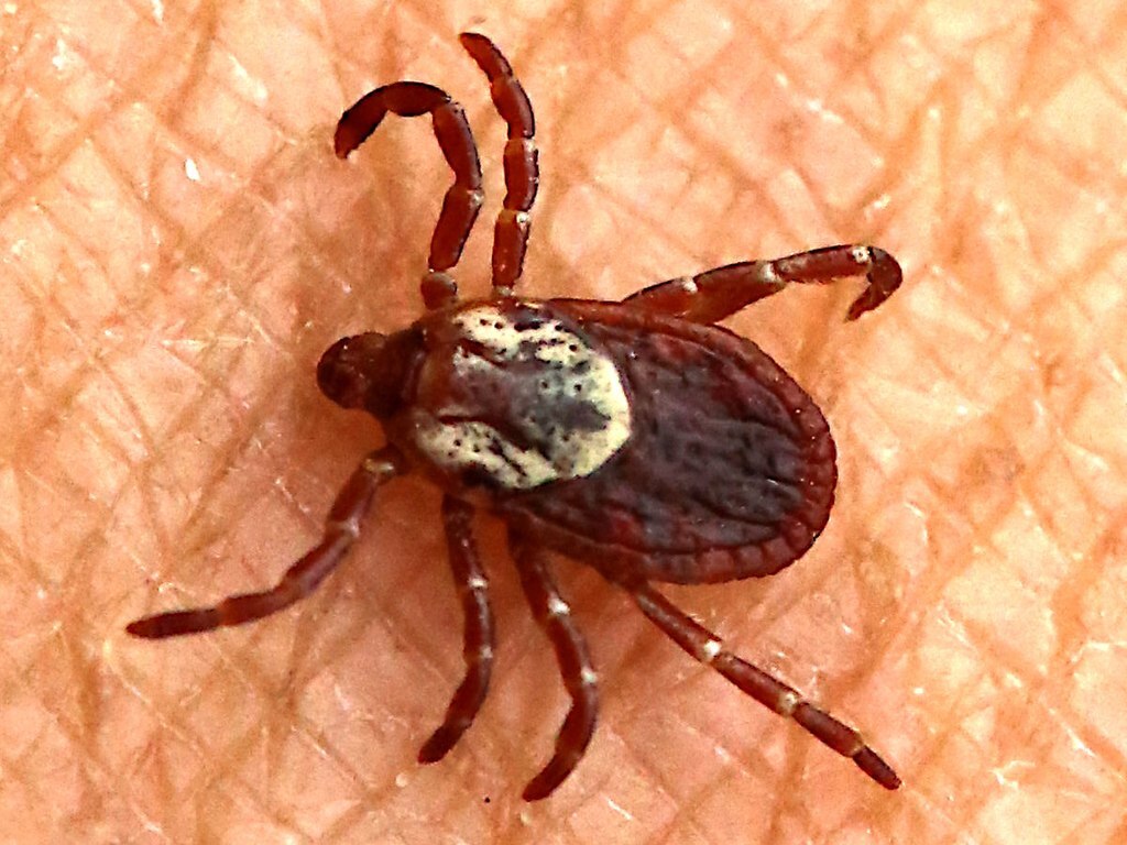 American dog tick crawling on human skin, close-up