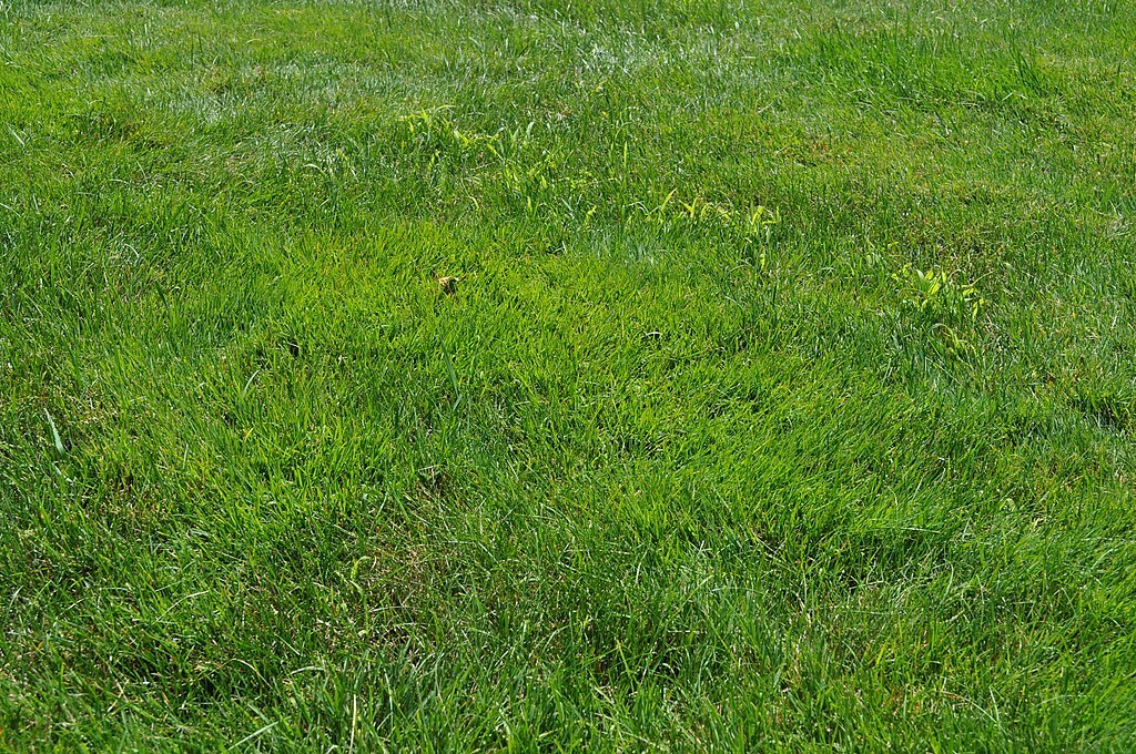 Lawn with lighter green patches of annual bluegrass blending into the turf
