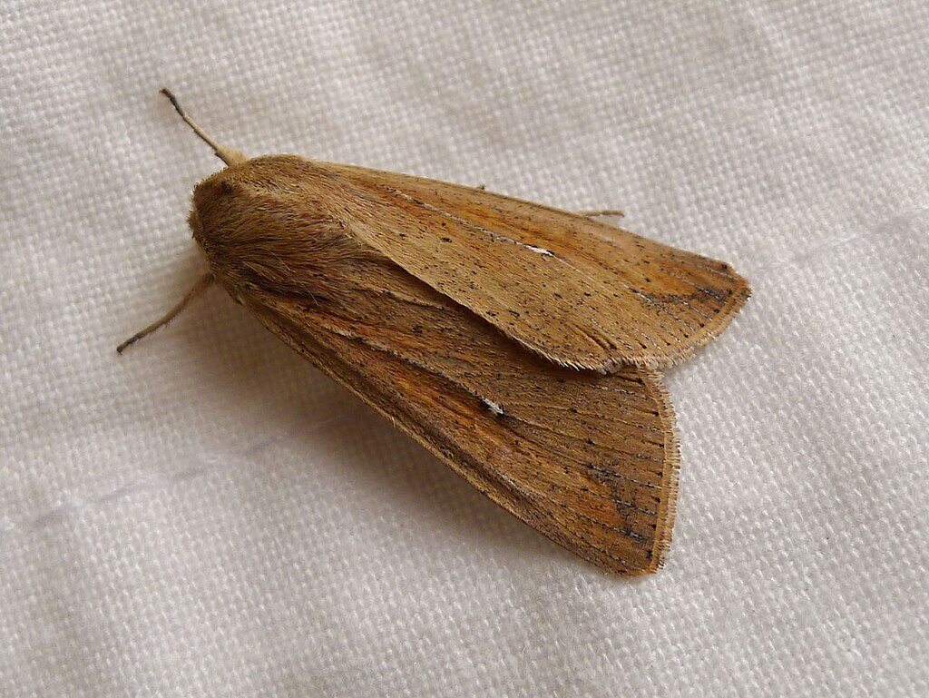 Armyworm moth with tan wings resting on a pale surface