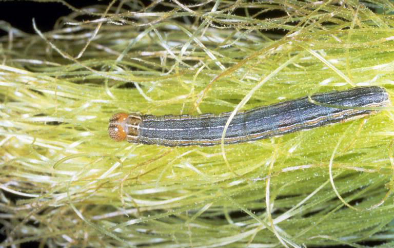 Gray-striped armyworm caterpillar crawling through pale grass