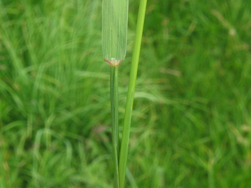 Close-up of a bentgrass blade and stem