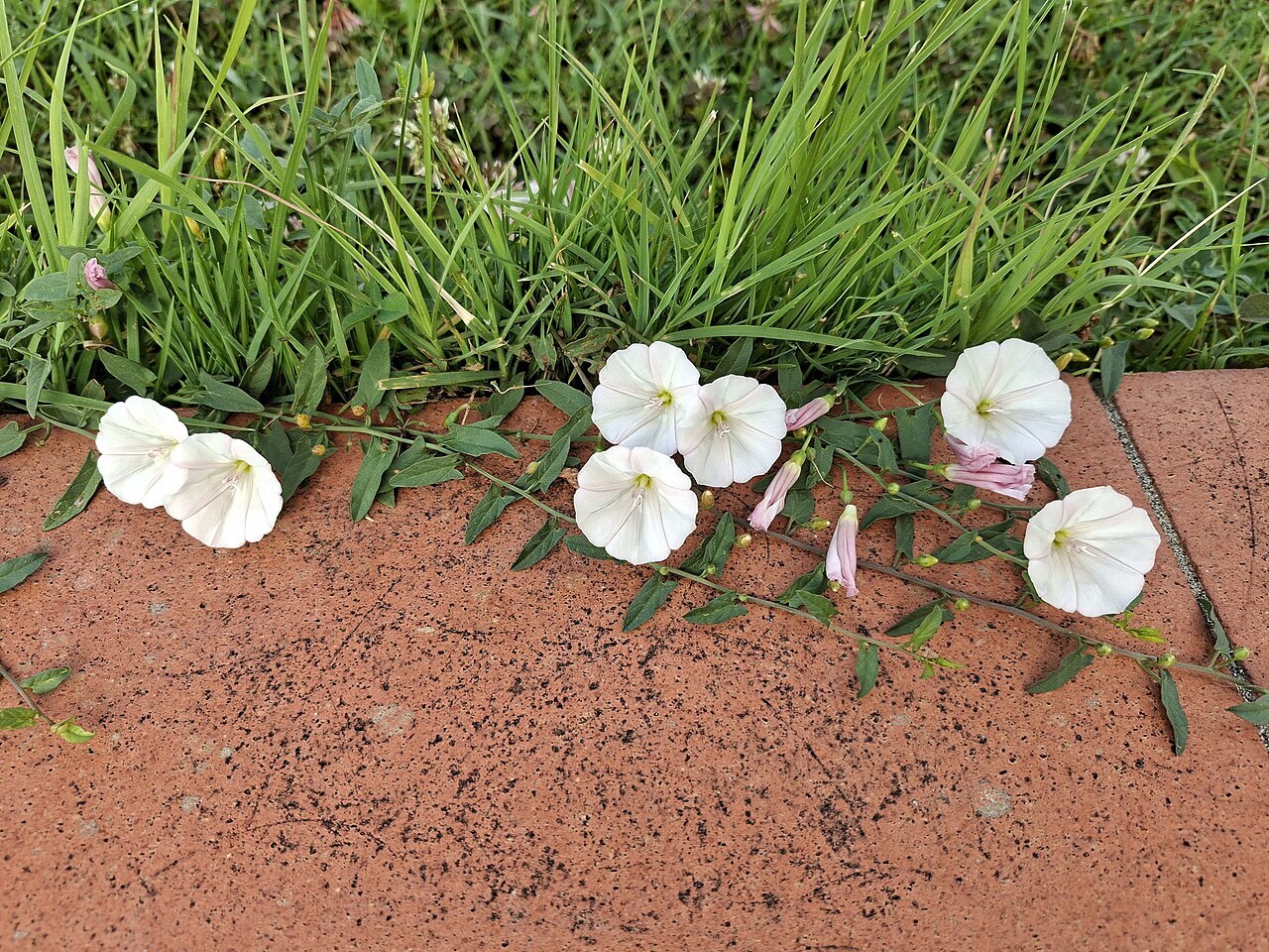 White bindweed flowers creeping from a lawn onto a paver edge