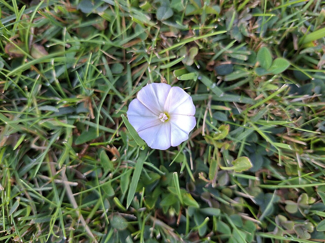 Single pale bindweed flower among grass and clover