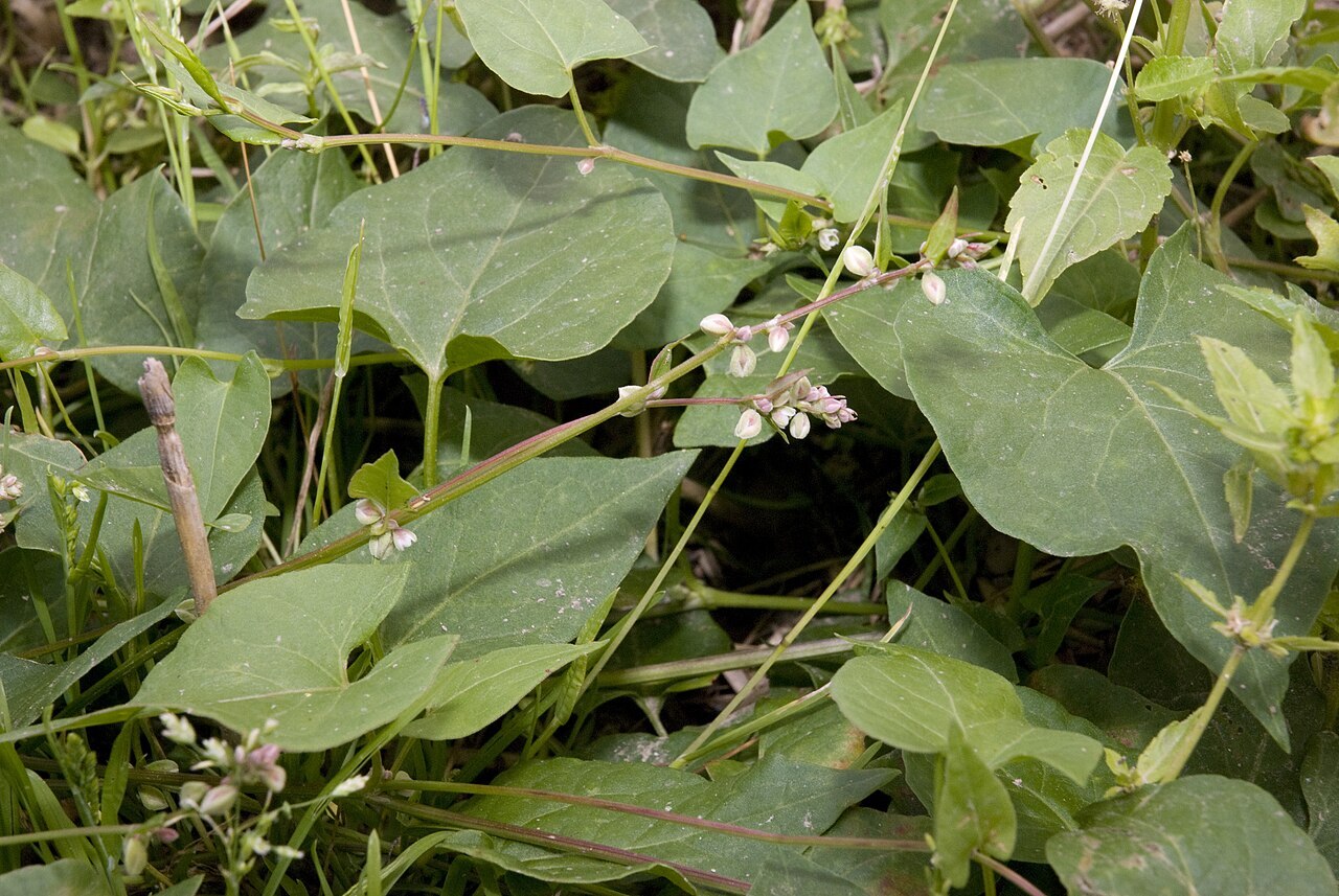 Black bindweed vines with heart-shaped leaves and tiny flowers