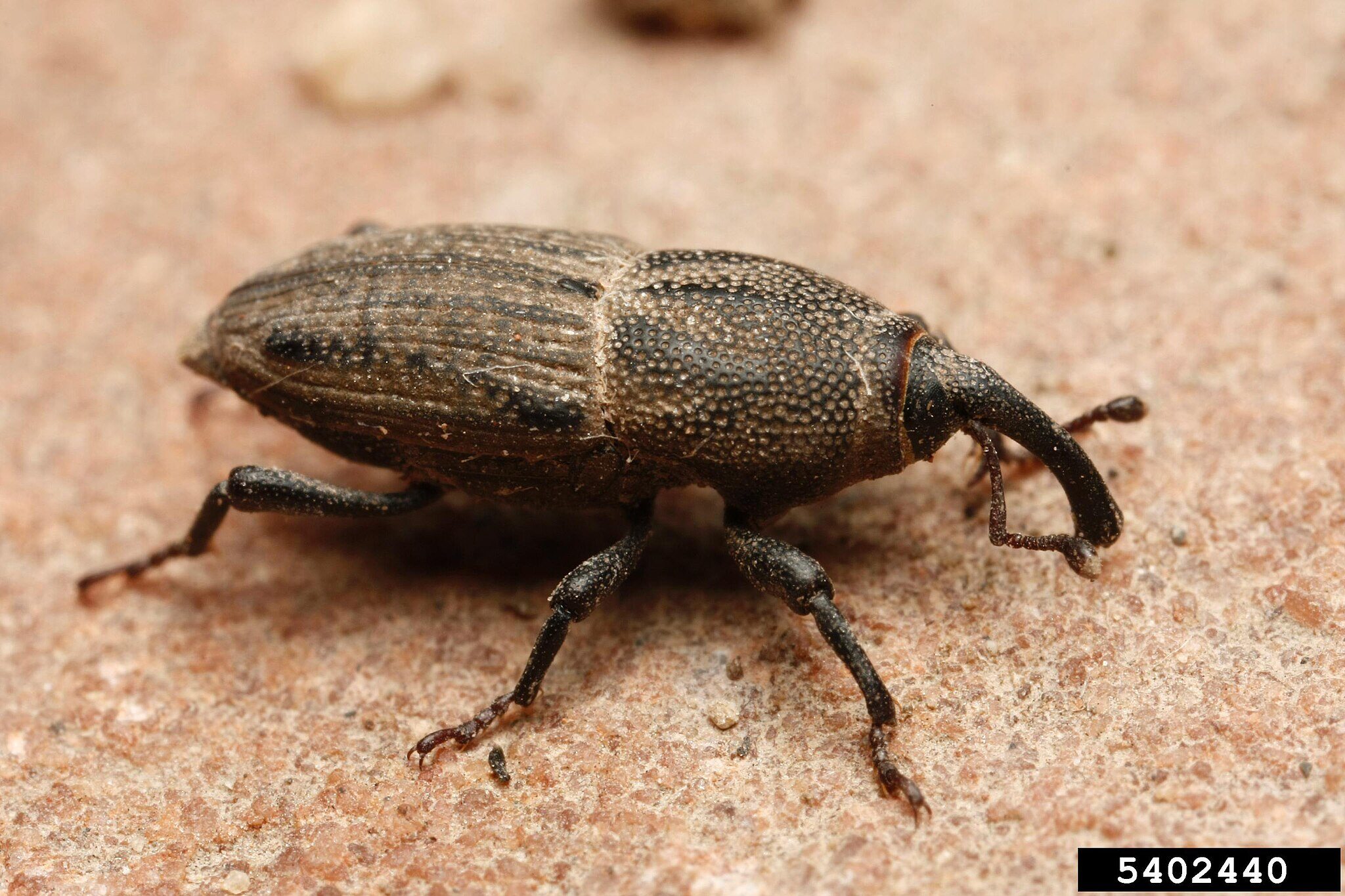 Bluegrass billbug, a dark snout beetle, close-up