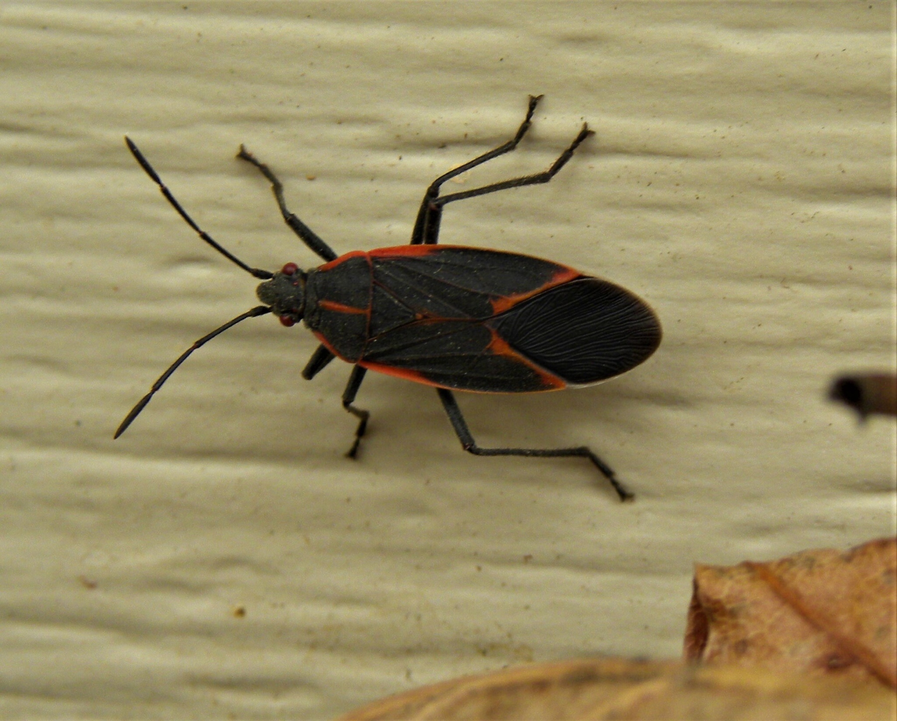 Black and red boxelder bug on a home's siding