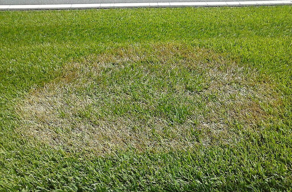 Circular patch of brown patch disease on a green lawn