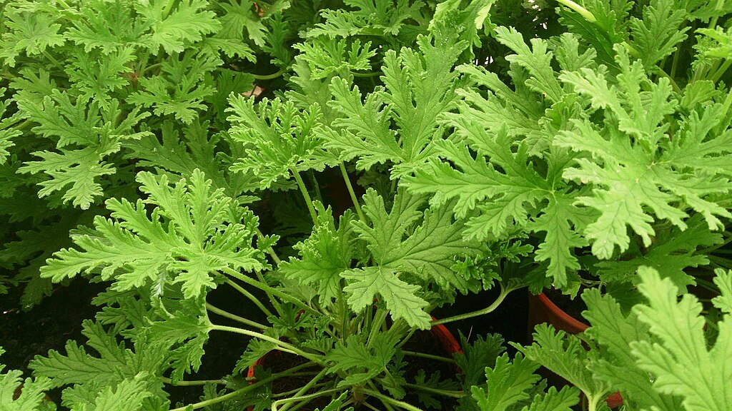 Lacy green leaves of a citronella plant