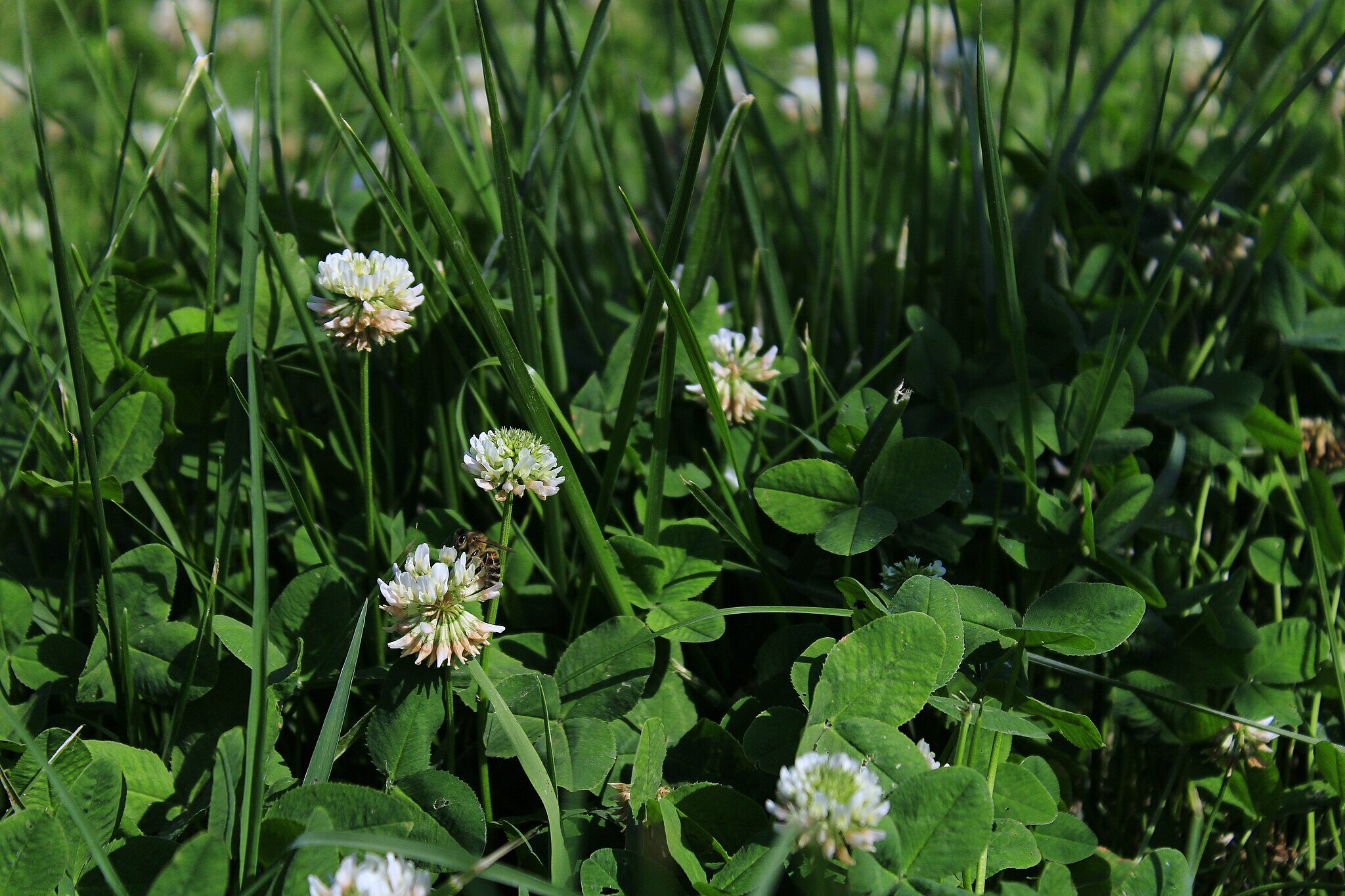 White clover flowers and leaves growing in a lawn