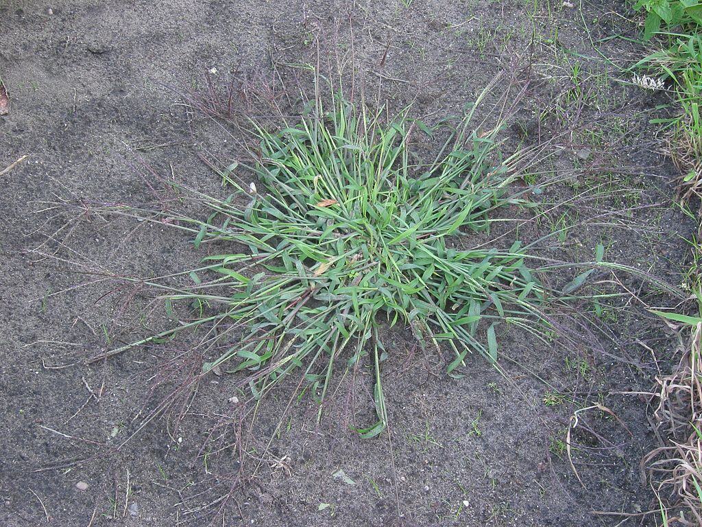 Clump of crabgrass growing in bare soil