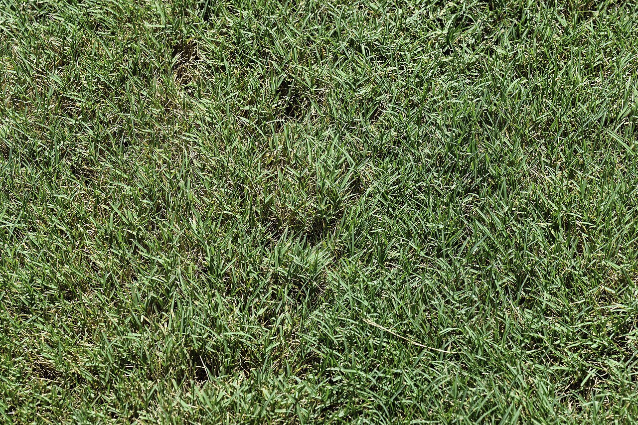 Patch of fine-bladed creeping bentgrass in a lawn
