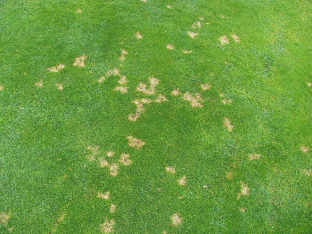 Small straw-colored dollar spot patches scattered across a lawn