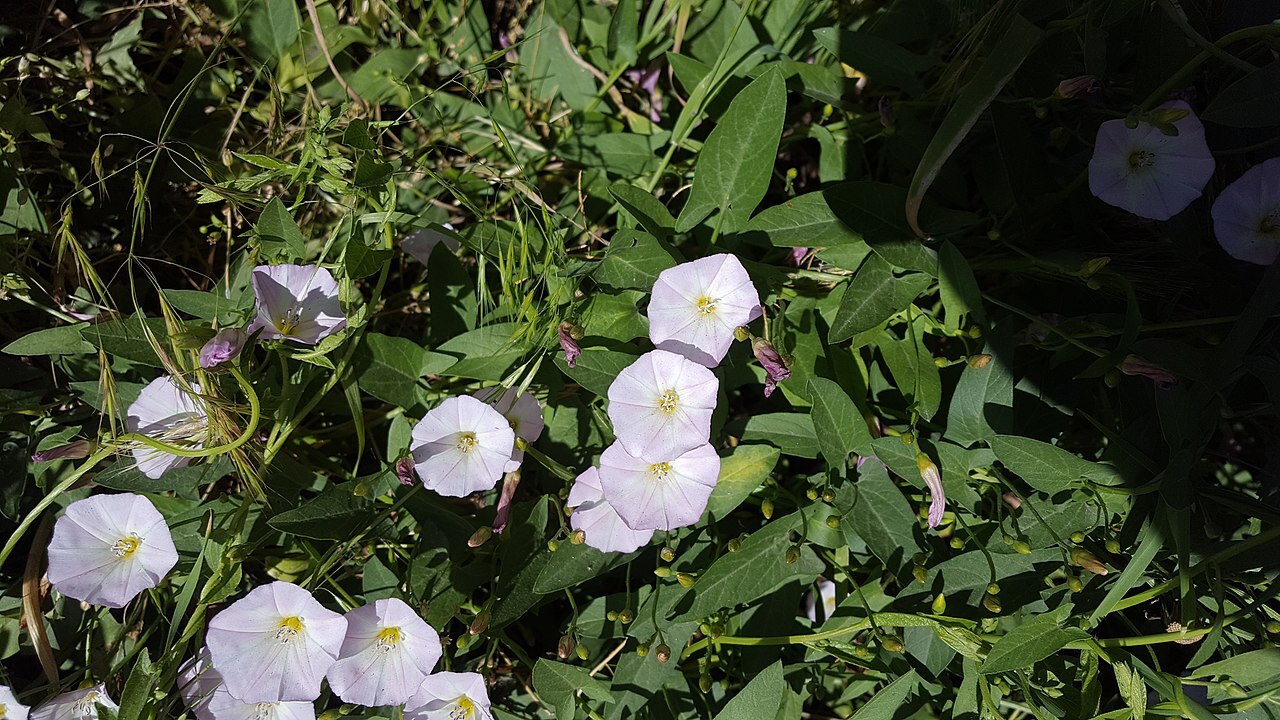 Pale pink field bindweed flowers in a tangle of vines