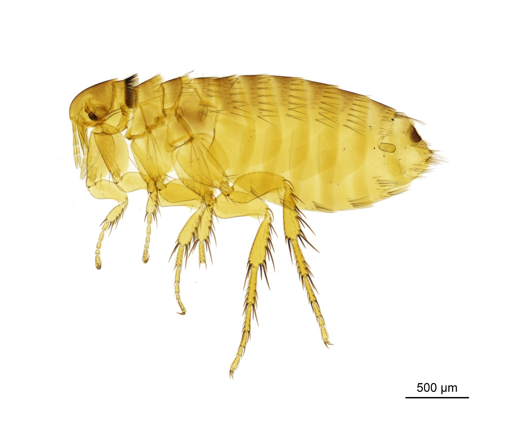Close-up of an adult flea on a white background