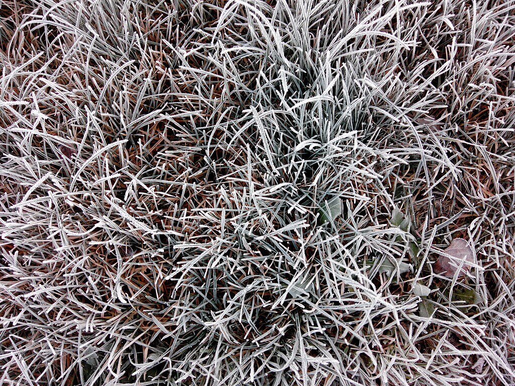 Frost-covered blades of frozen grass