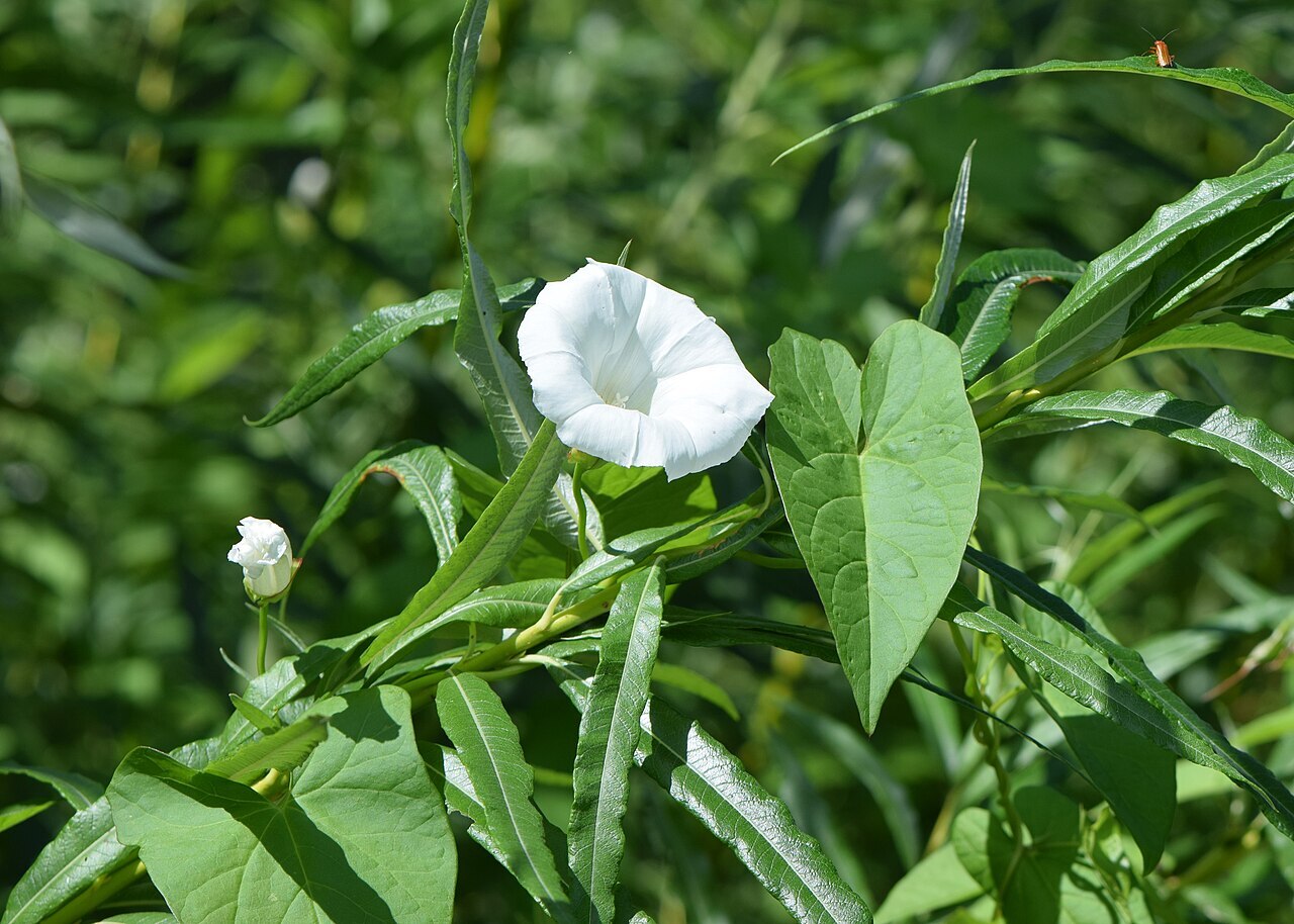 White trumpet flower of hedge bindweed among its leaves