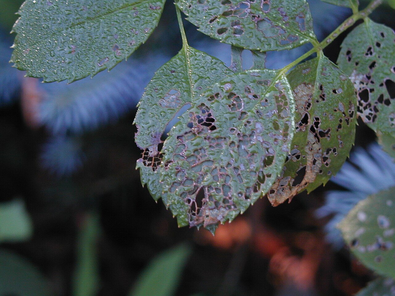 Leaves riddled with holes from Japanese beetle feeding