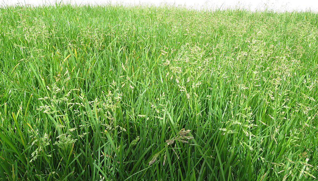 Tall Kentucky bluegrass gone to seed