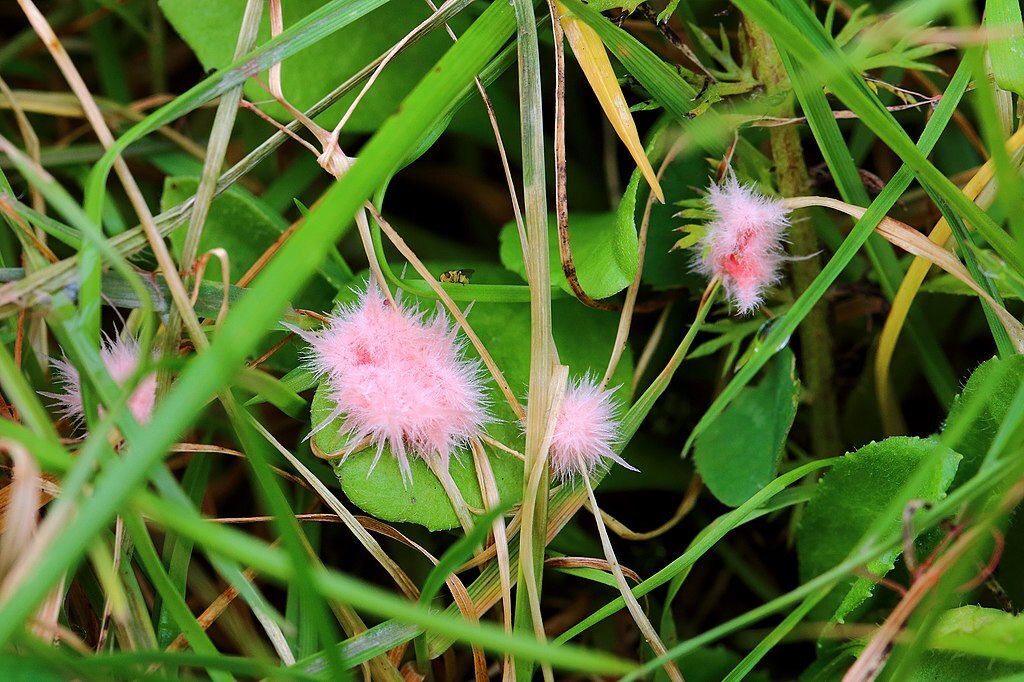 Pink, cottony tufts of red thread fungus (Laetisaria fuciformis) on grass
