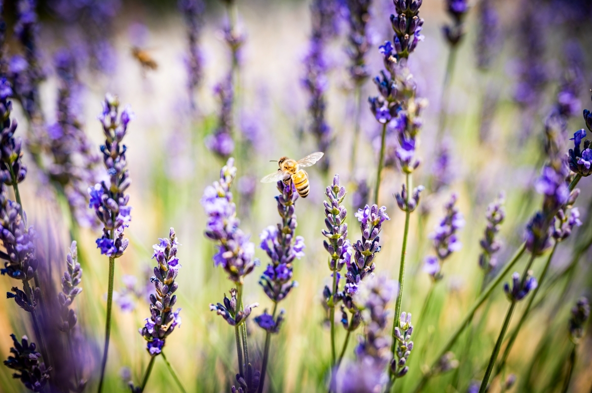 Honeybee visiting purple lavender blooms