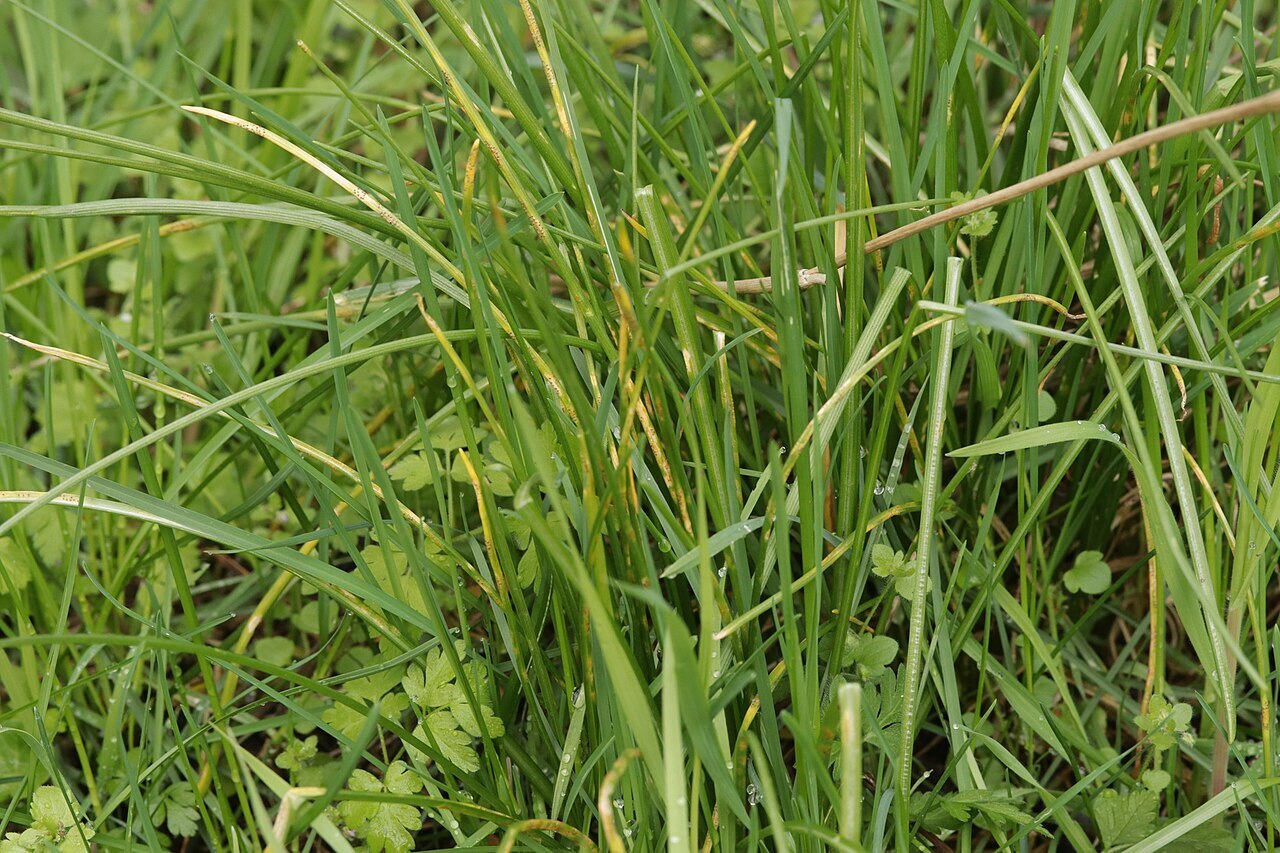 Tall grass blades with a dusting of lawn rust