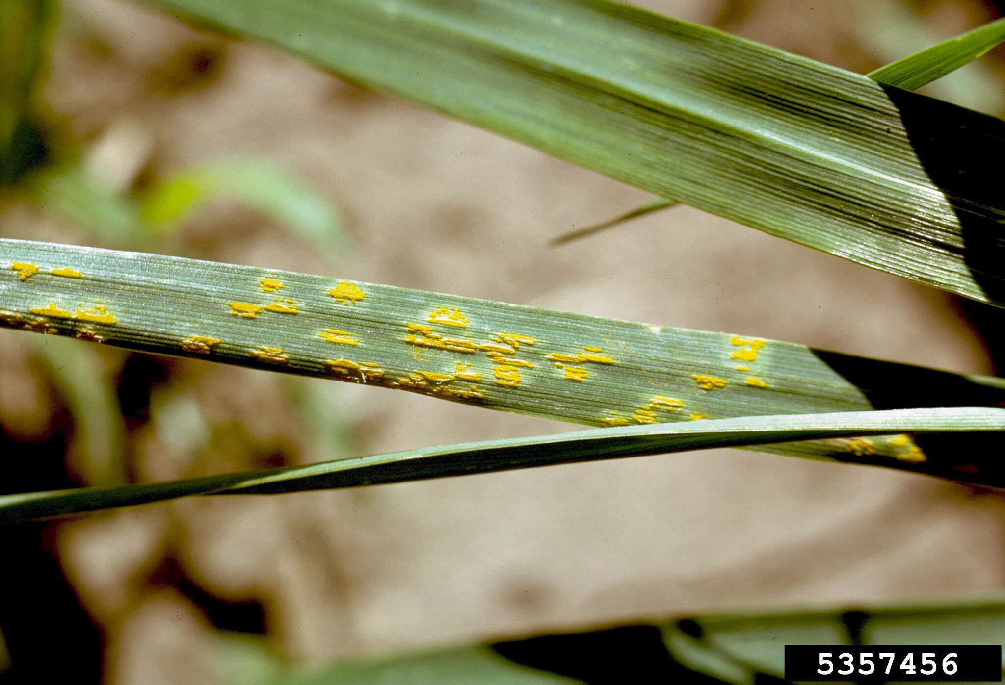 Grass blade covered in orange lawn rust pustules