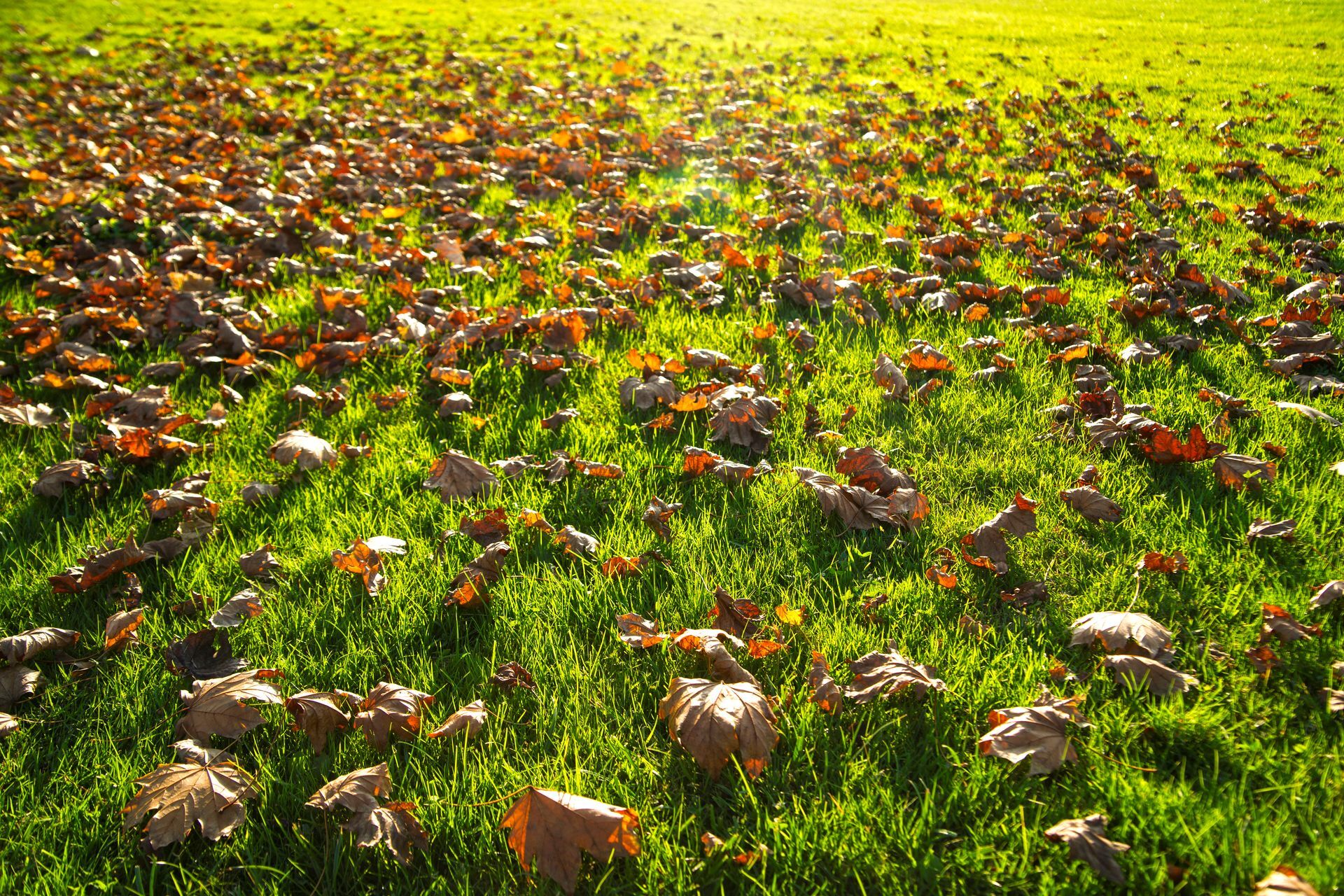 Fallen leaves scattered across a sunlit green lawn