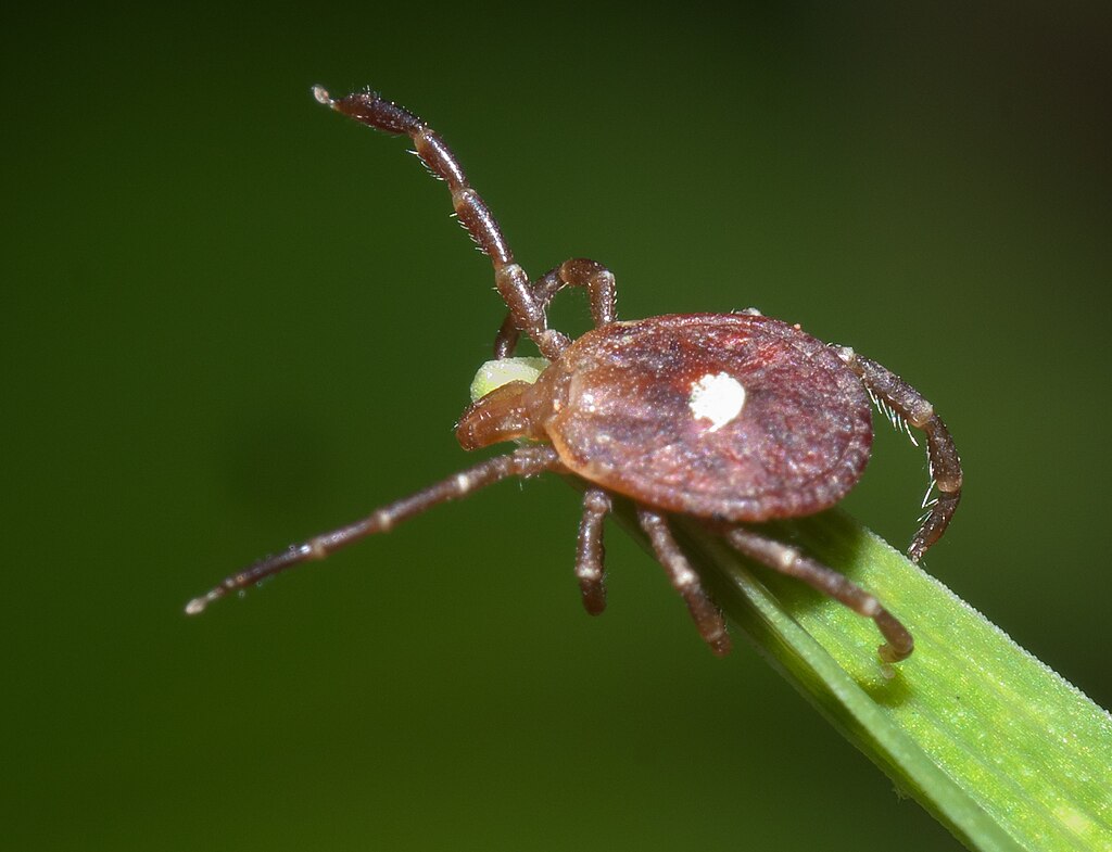 Lone star tick, with its single white spot, on a grass blade