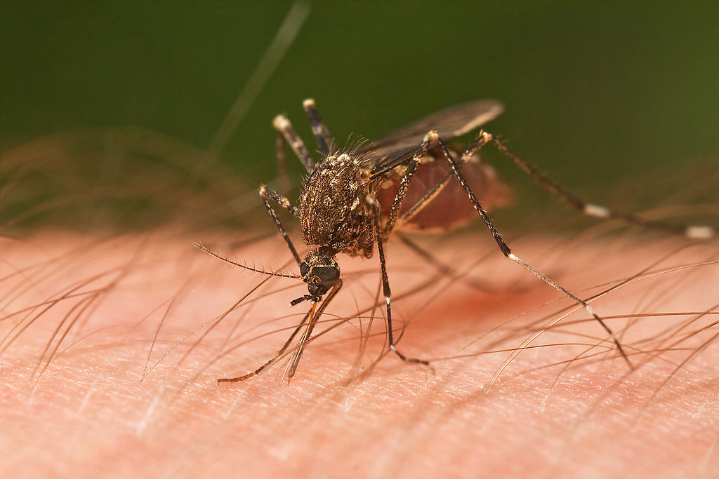 Mosquito biting a person's arm, close-up