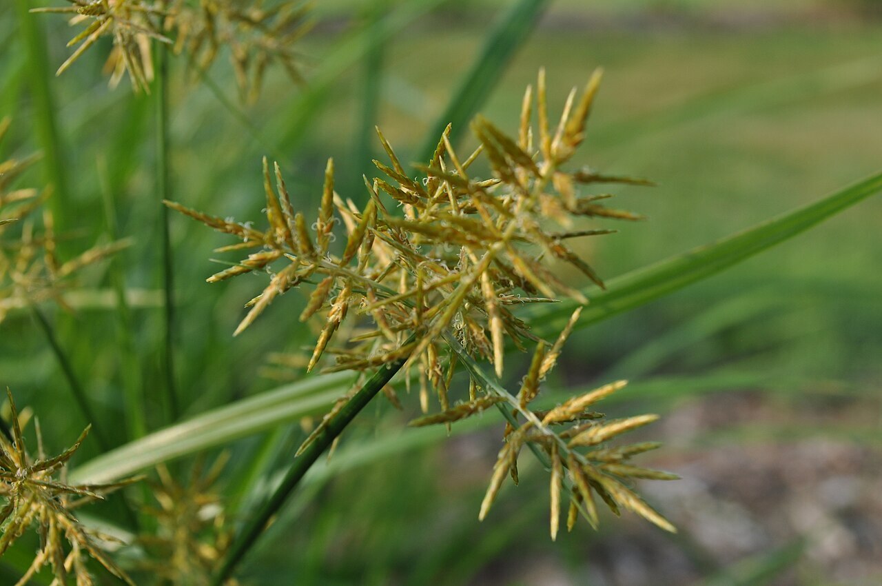 Close-up of nutsedge's spiky golden seed heads