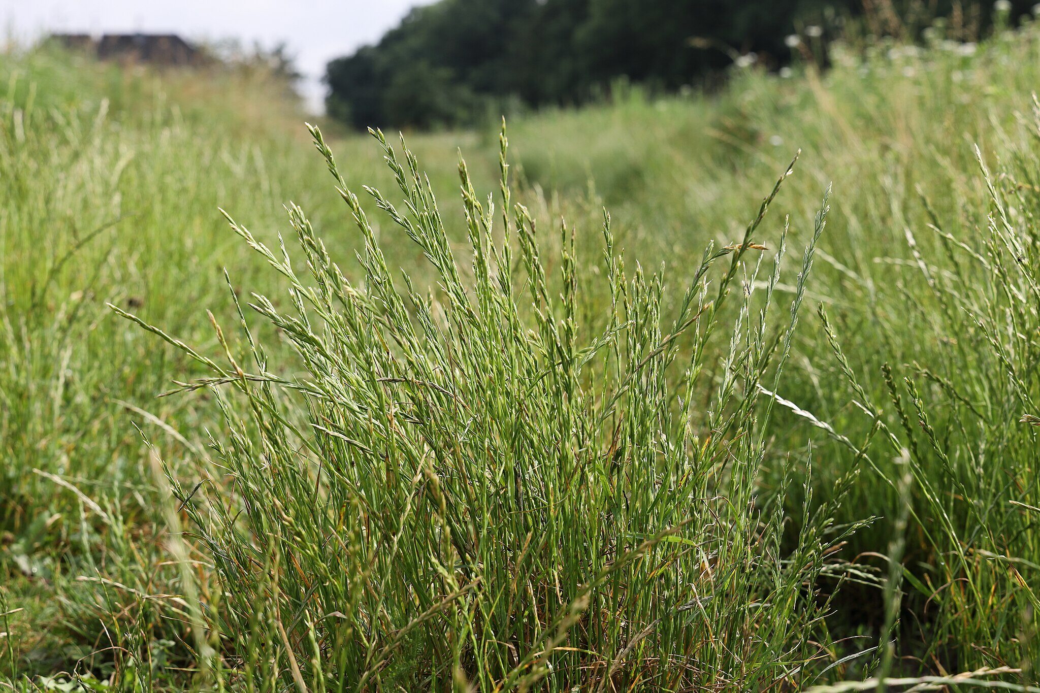 Clumps of perennial ryegrass growing in a field