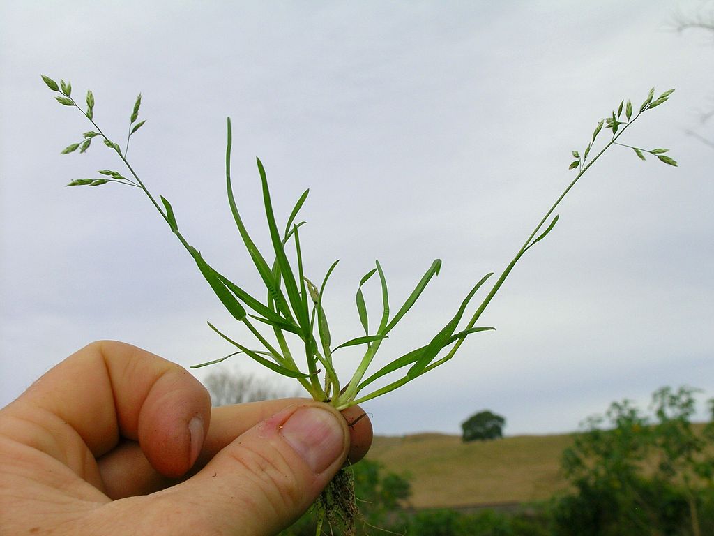 Hand holding a pulled clump of Poa annua with its seed heads