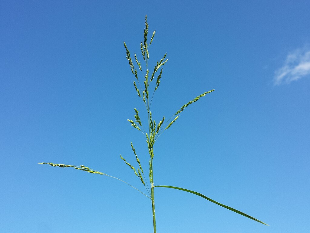 Poa trivialis seed head against a blue sky
