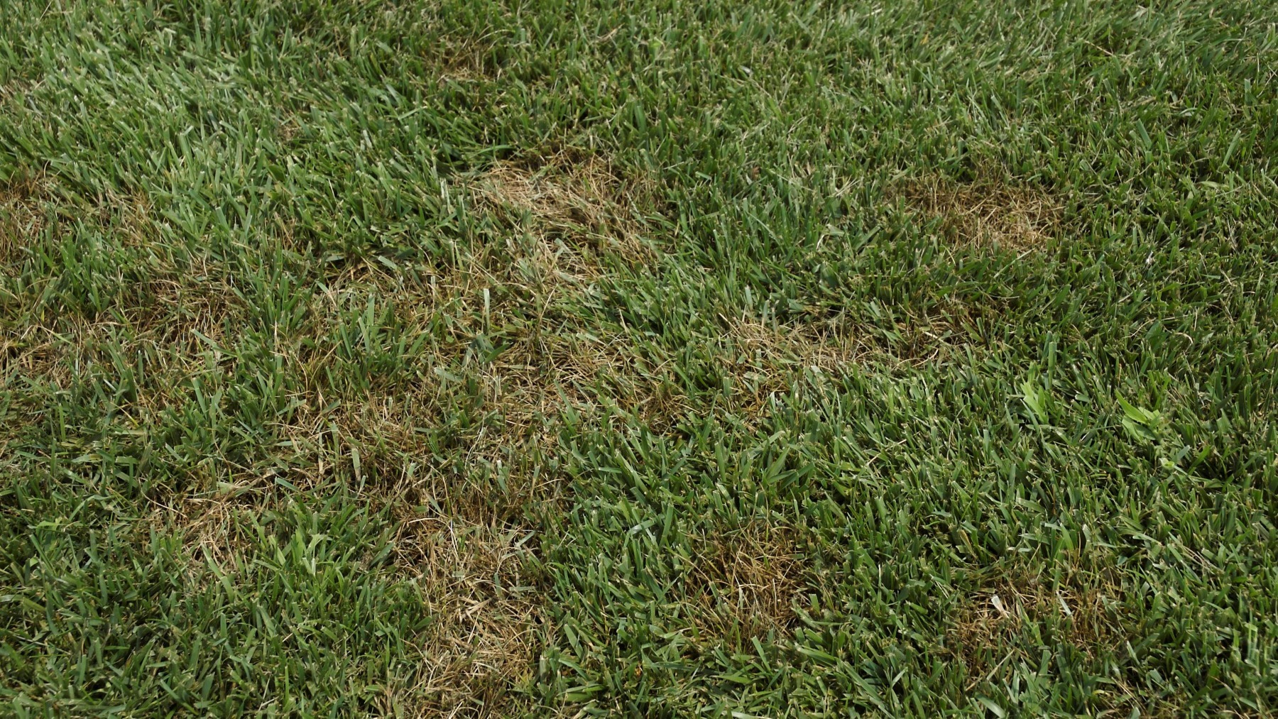 Dark, greasy-looking patches of pythium blight on a lawn